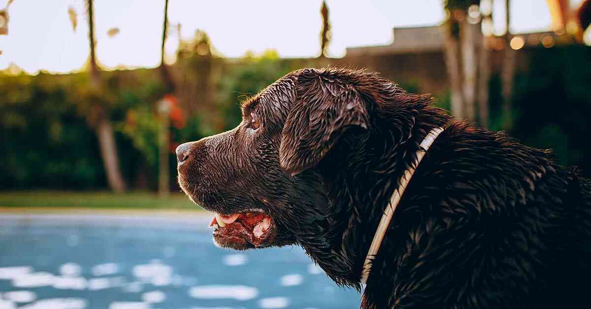 Fürdés kutyával a medencében